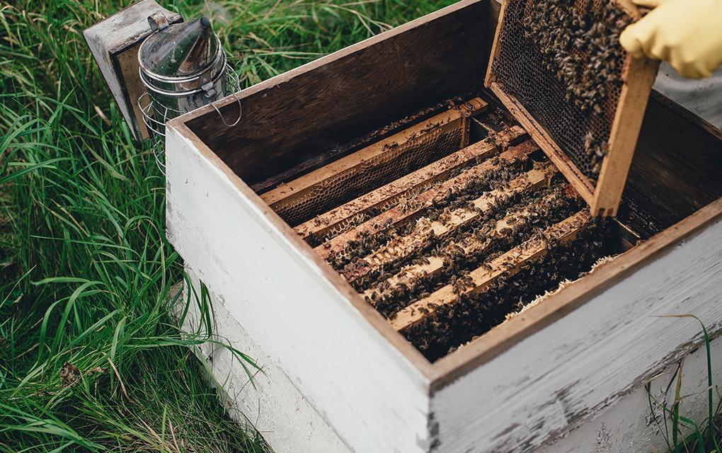 Elaboran paneles con popotes para apoyar diseminación de abejas