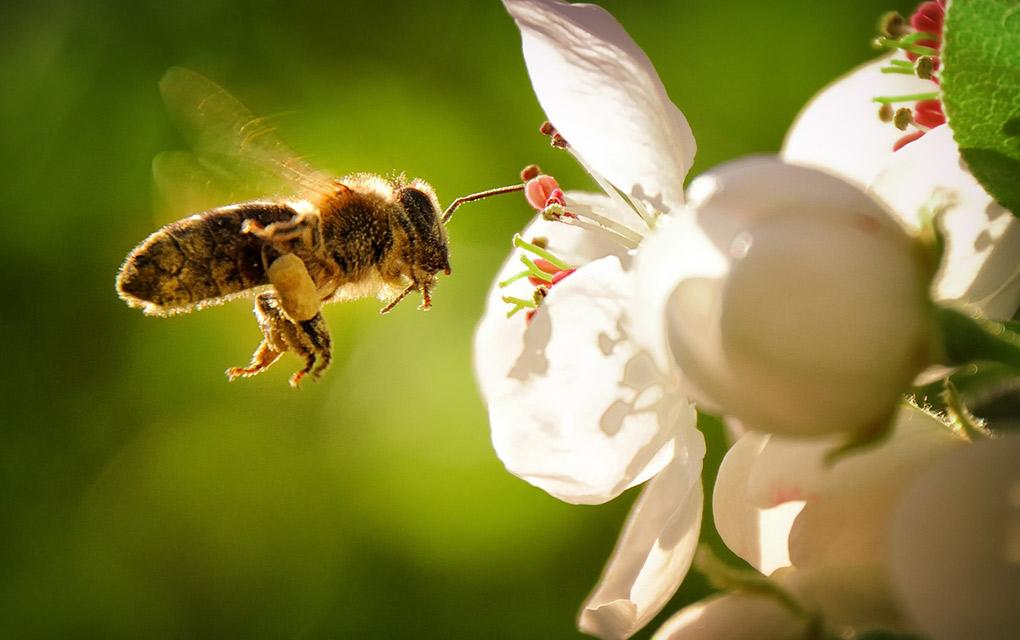 Cambio climático amenaza grave para las abejas, alerta la FAO