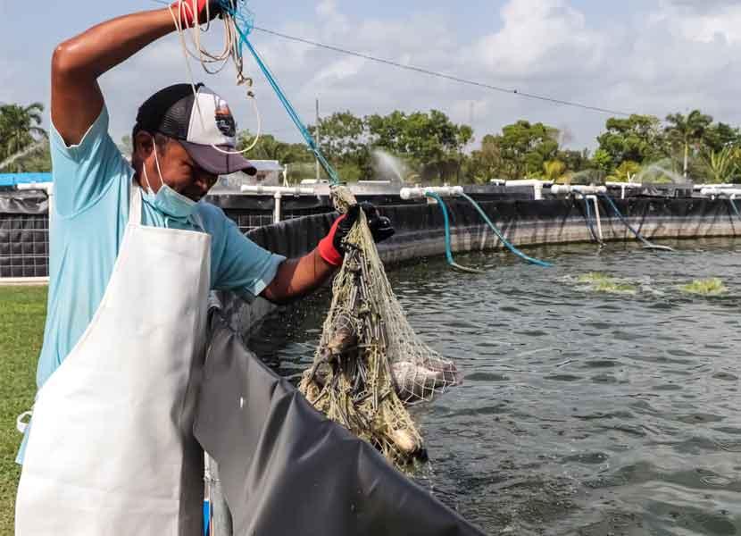 Encabeza Sonora producción acuícola y pesquera