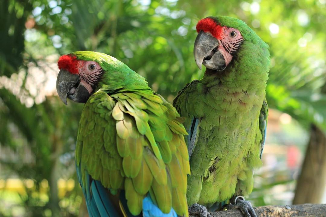 Estos animalitos están en peligro de extinción en Querétaro