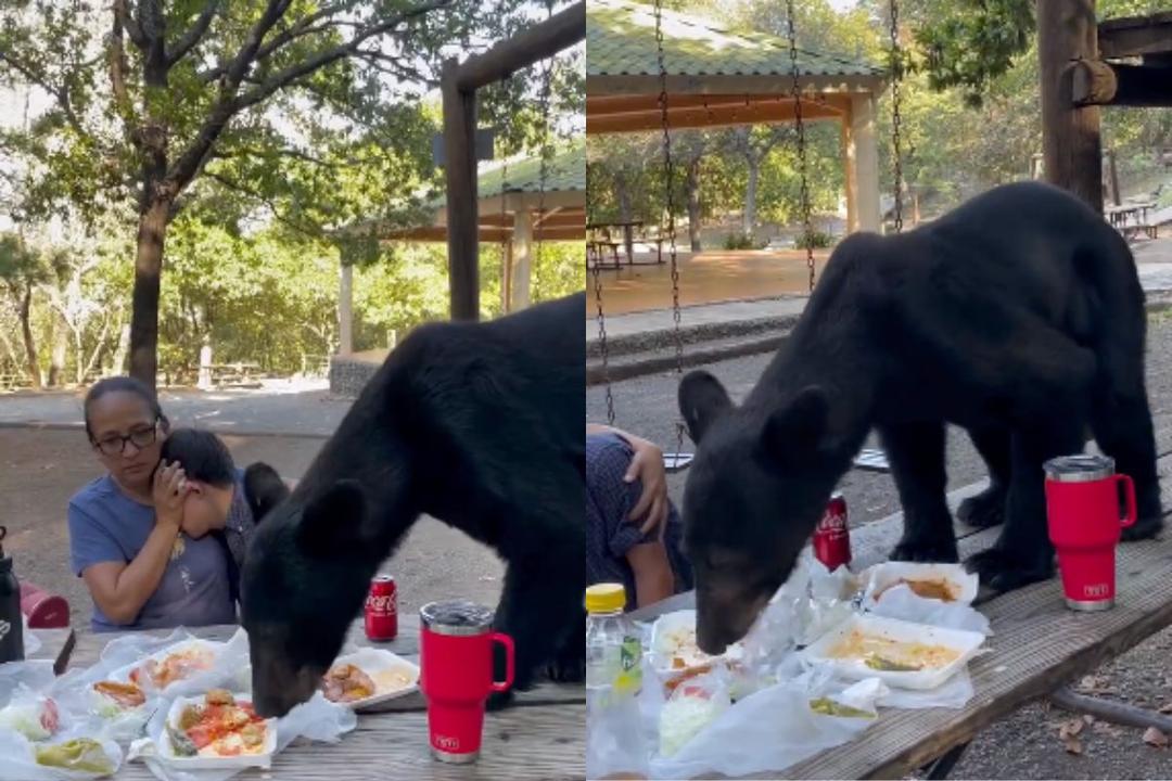 Oso sorprende a una familia en Nuevo León y roba su desayuno