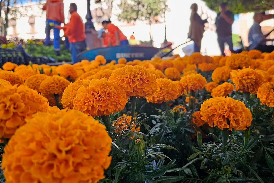 Querétaro se iluminará con flores de cempasúchil en el Centro Histórico