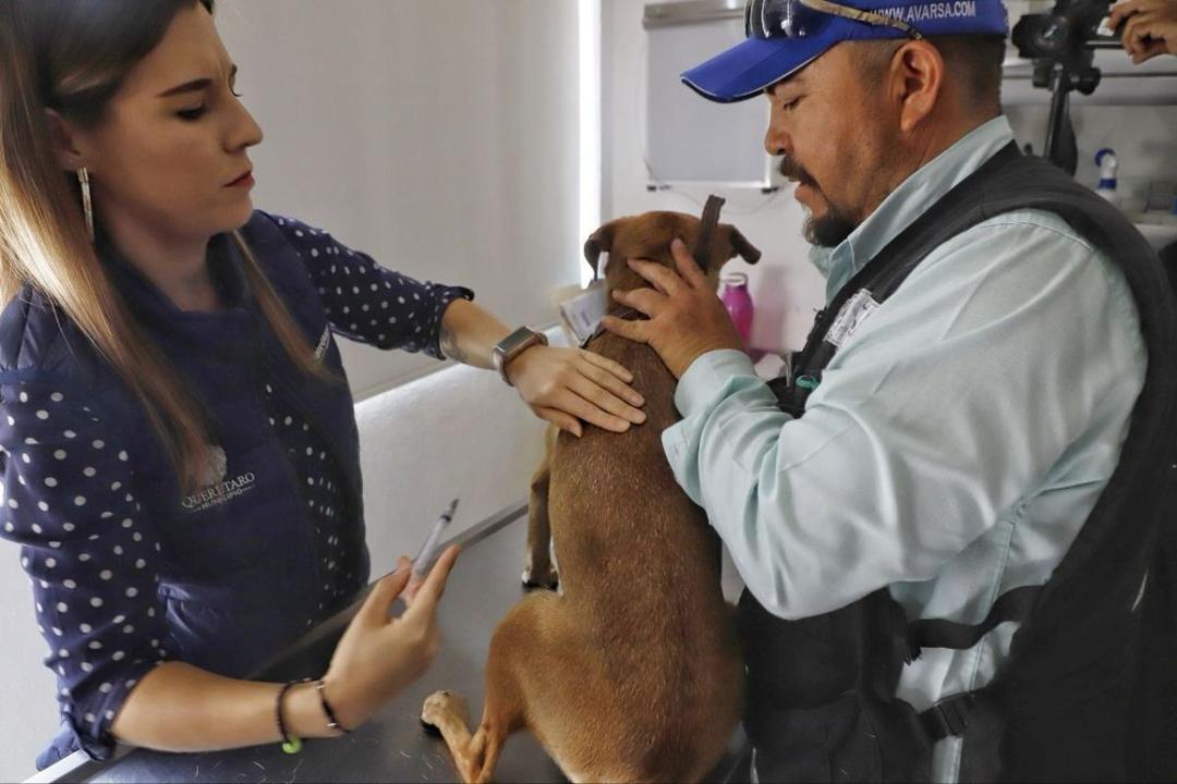 Control Animal acumula hasta 30 mil esterilizaciones en Querétaro