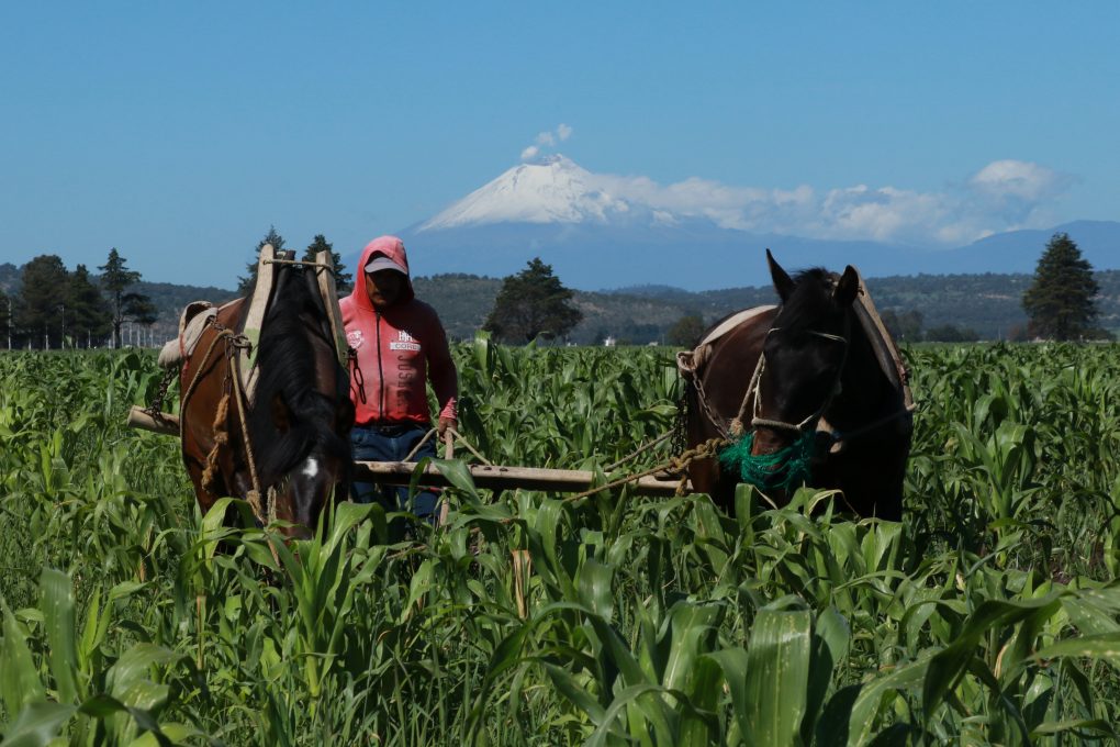 Golpe a sector agrícola por COVID-19 afecta economía mexicana