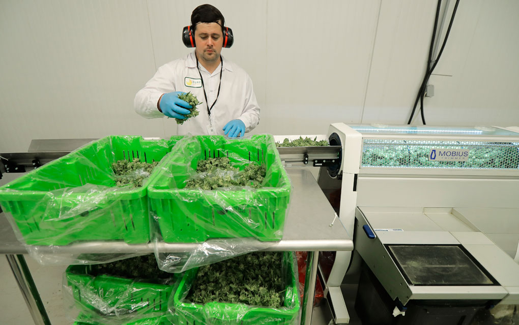 Actualmente hay 120 productores de marihuana que funcionan legalmente, incluidas algunas operaciones grandes. /AP