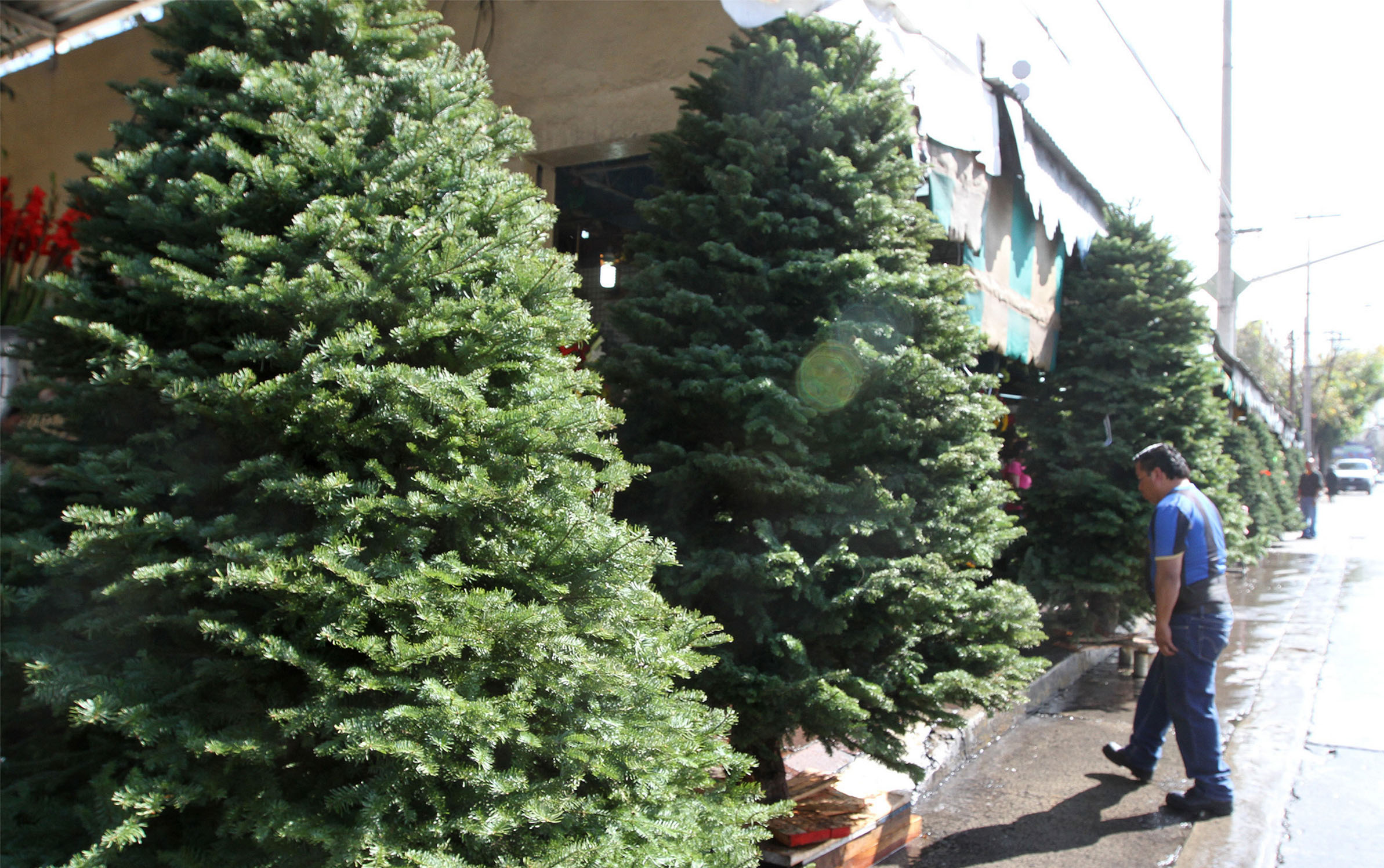 Comerciantes de árboles navideños naturales han registrado una baja en sus ventas./Notimex