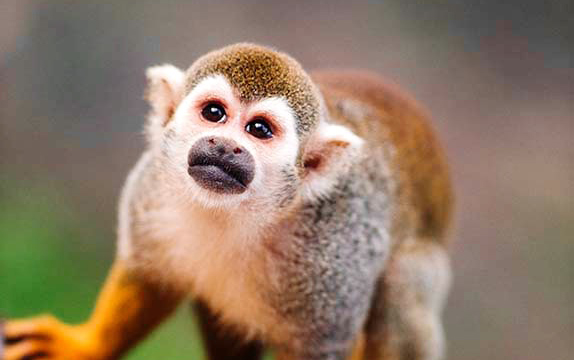 Así luce un mono ardilla en su hábitat natural. /foto:especial
