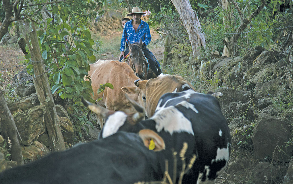El Marqués apoya a ganaderos con entrega de forrajes / Foto: Cuartoscuro.