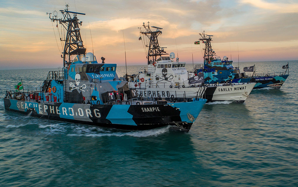 En esta fotografía proporcionada por la organización ambientalista Sea Shepherd, tres de sus buques navegan en el Golfo de California para proteger a las vaquitas marinas / Foto: AP.