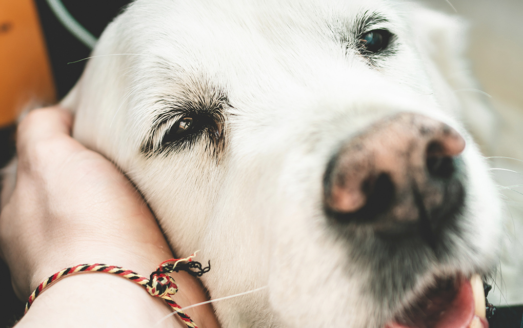 Purina ofrece cuidar mascotas de médicos y enfermeras/ Foto: Unsplash