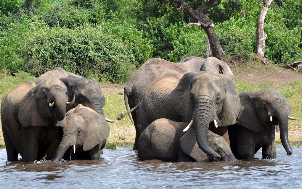 Botsuana ha sido desde hace mucho tiempo un refugio para elefantes./AP