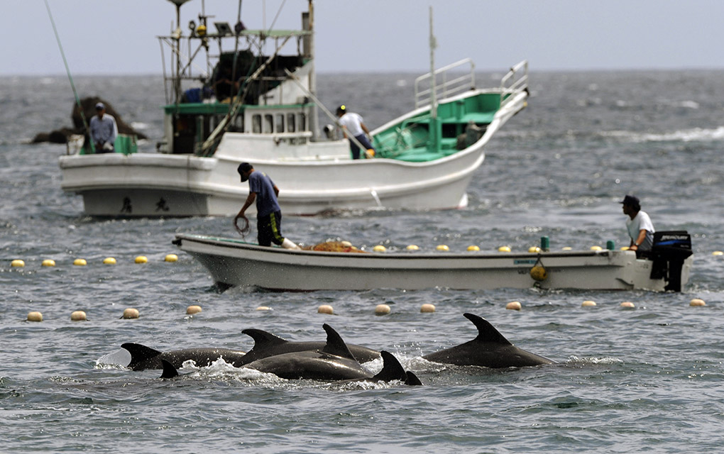 El gobierno japonés apoya la caza comercial de ballenas./AP