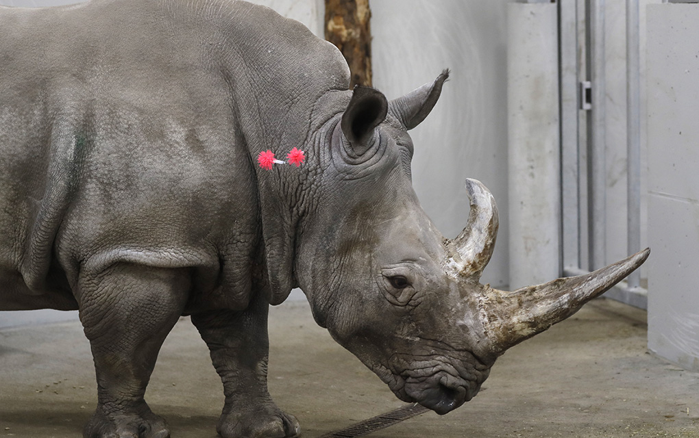 La operación fue realizada el mes pasado en una rinoceronta blanca del sur./AP