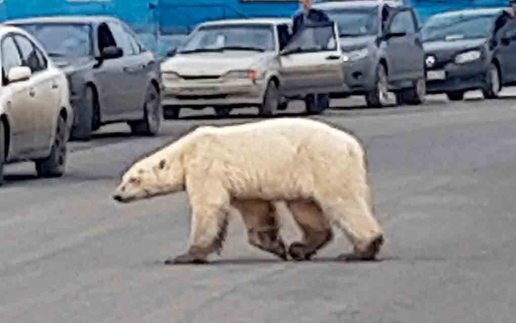 Un oso polar demacrado ha sido avistado en una ciudad industrial en Siberia, muy al sur de su territorio de caza habitual / Foto: AP.