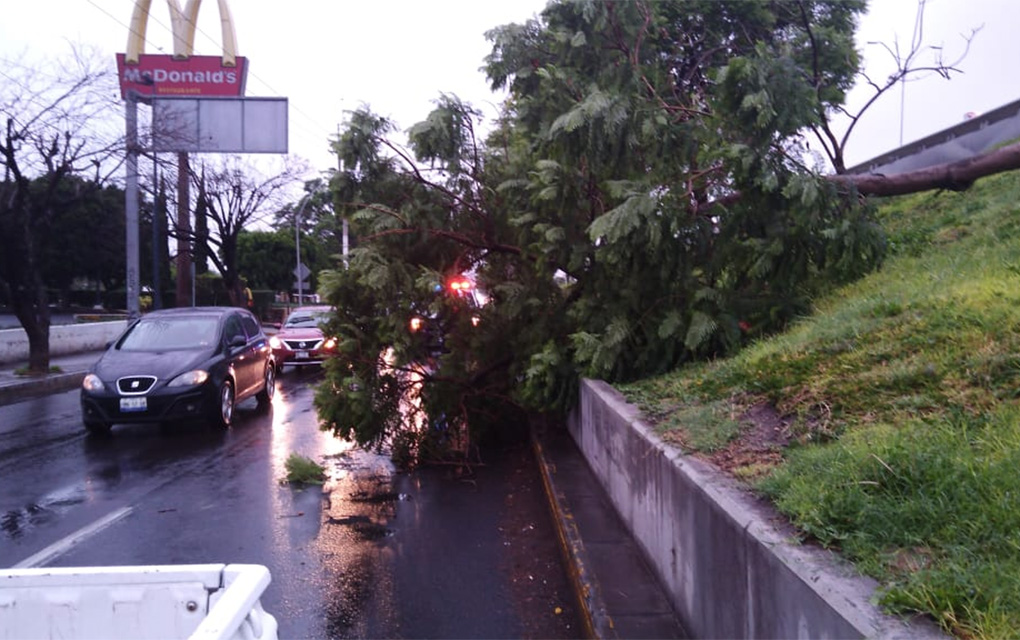 Esta madrugada se reportó de la caída de un árbol sobre Bernardo Quintana./Especial