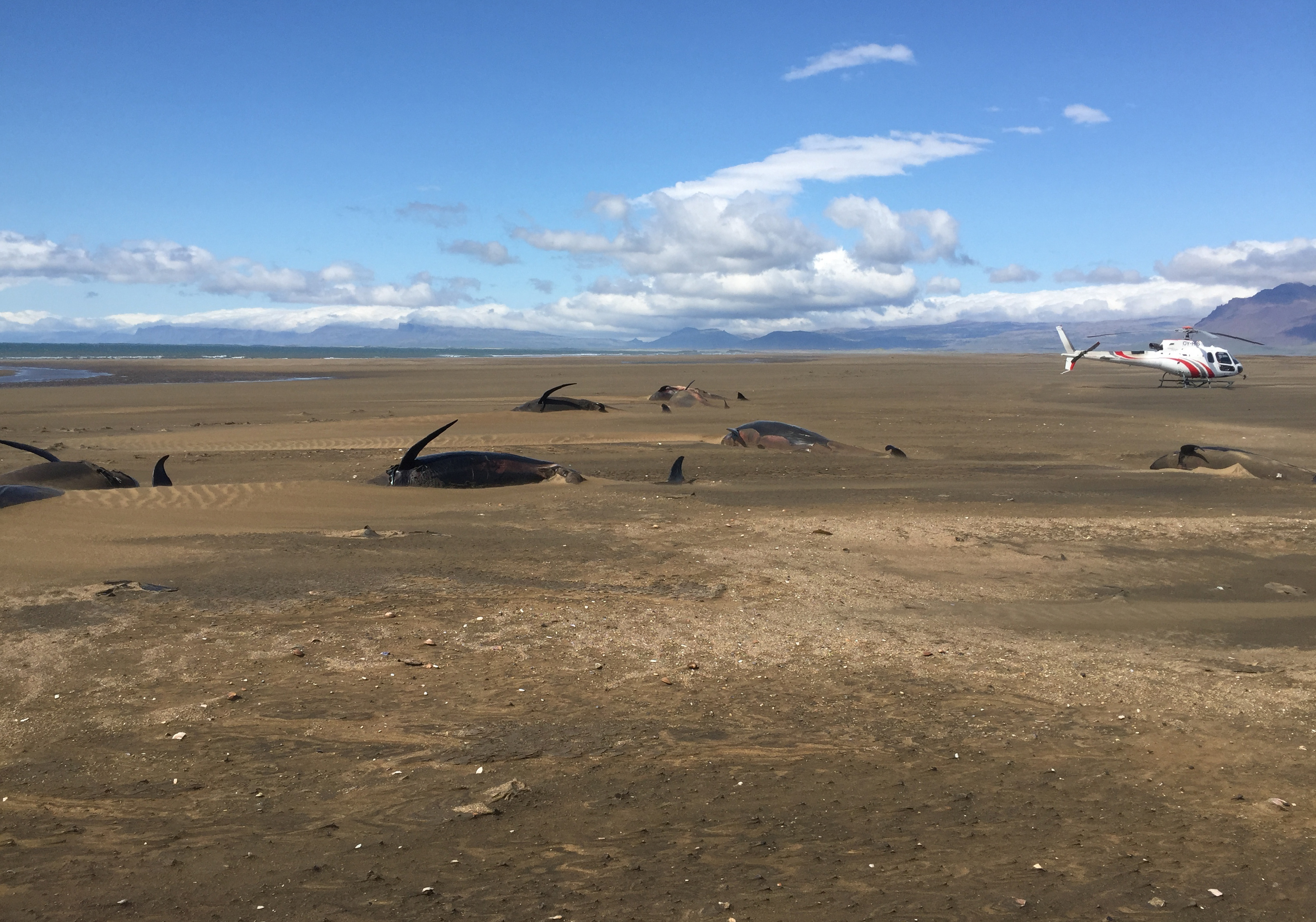 Decenas de ballenas piloto de aleta larga yacen muertas en una playa en Islandia. /Foto: AP