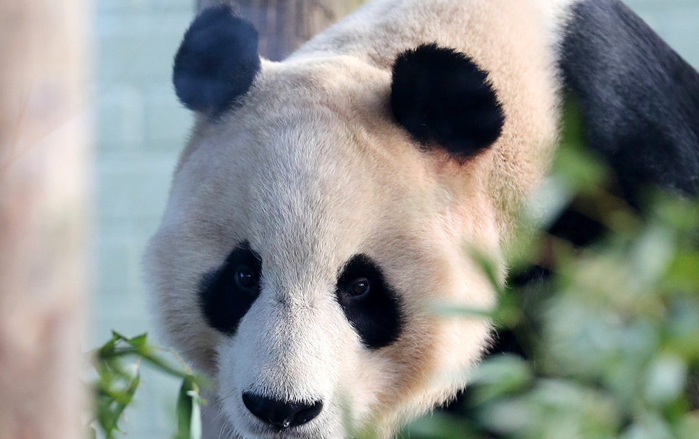 En esta fotografía del 16 de diciembre de 2013, se muestra al panda Yang Guang mientras explora su recinto en el Zoológico de Edimburgo, en Escocia. / Foto: AP.