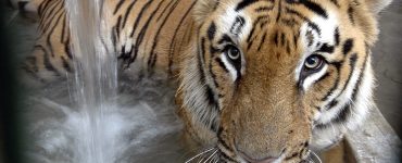 Monitorean zonas de Celaya donde se avistó un tigre