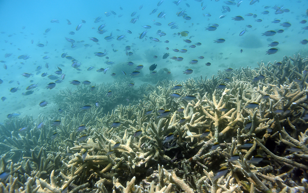 Australia reduce perspectivas de arrecife a “muy malas”