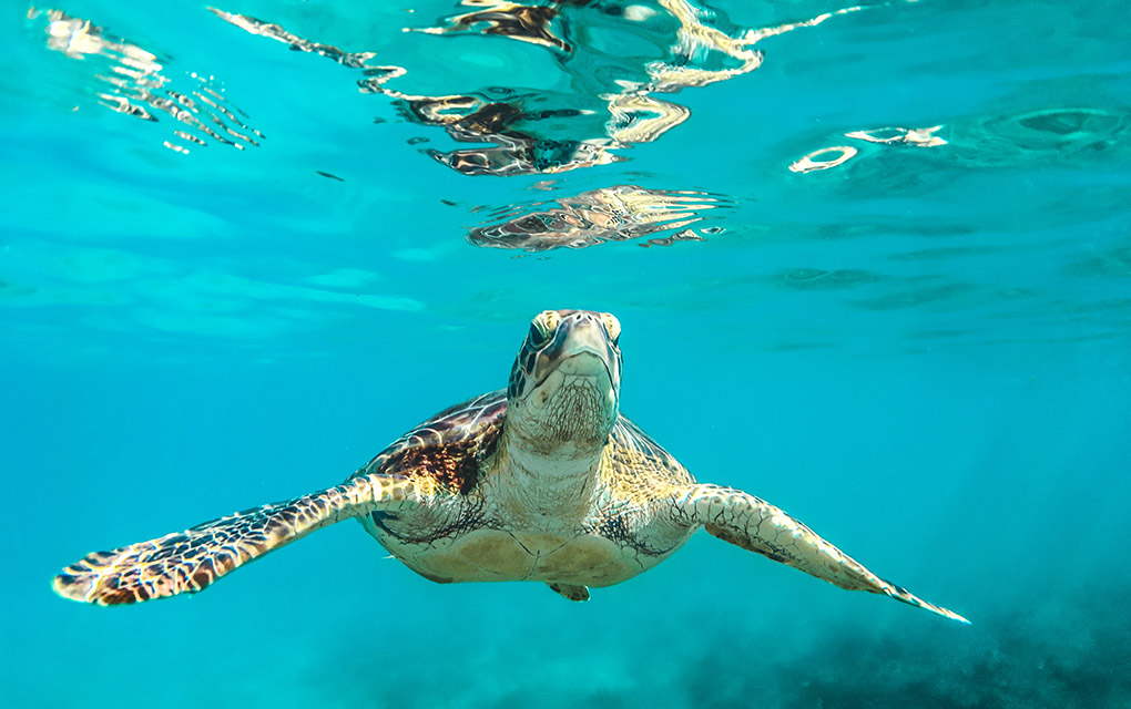 Las tortugas verdes tienen más probabilidades de tragar residuos plásticos./unsplash