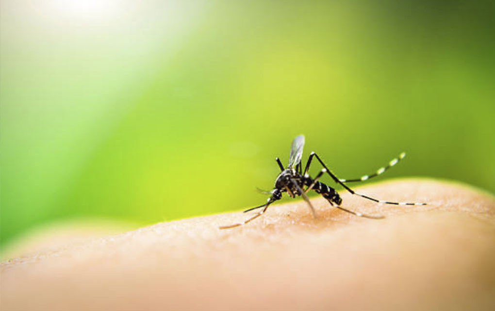 Nuevas amenazas sanitarias: Dengue, Chinkunguña y Zika/ Foto: iStock