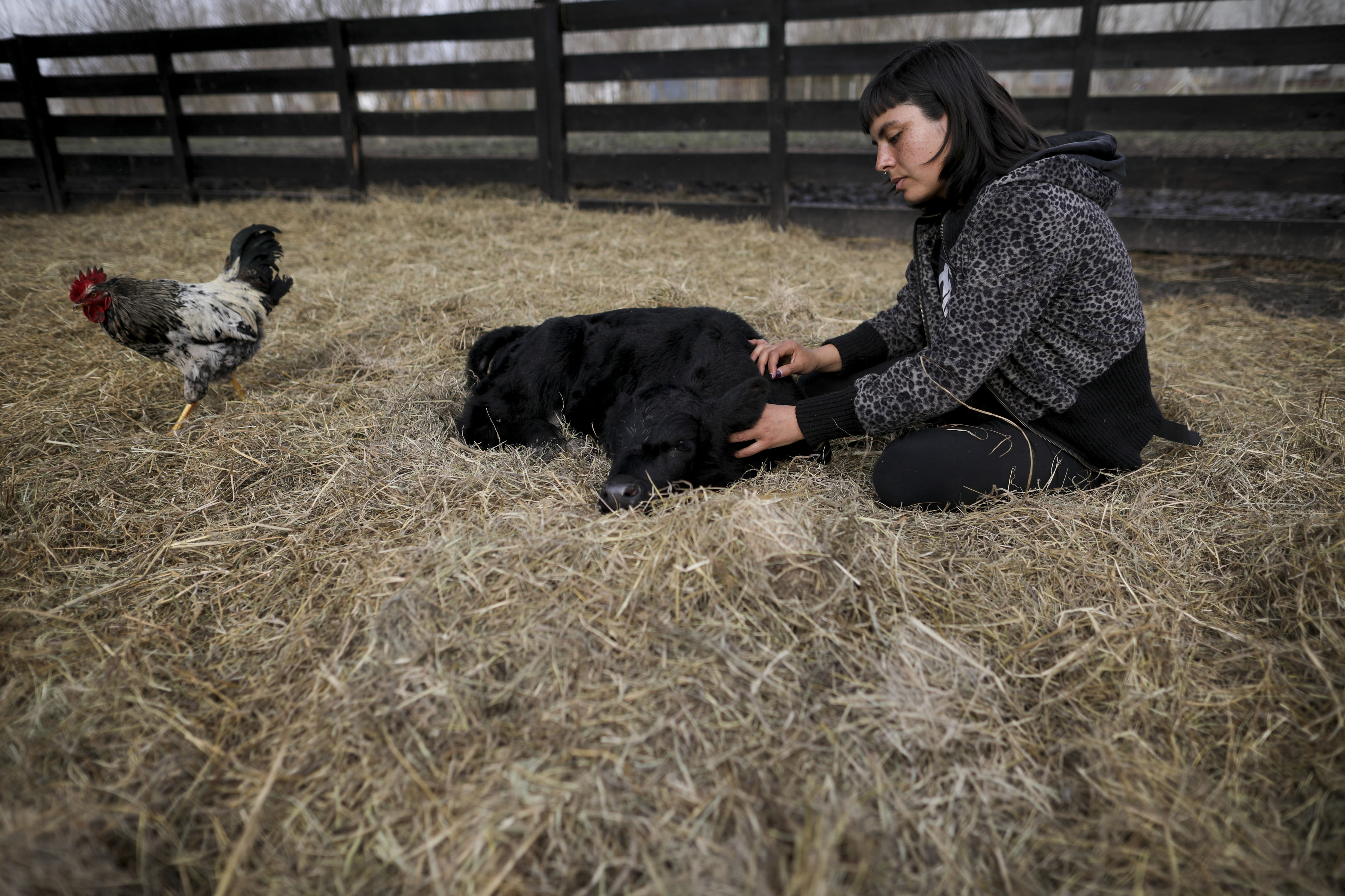 La activista por los derechos de los animales Melisa Lobo acaricia a un ternero negro en su Santuario Salvajes / AP