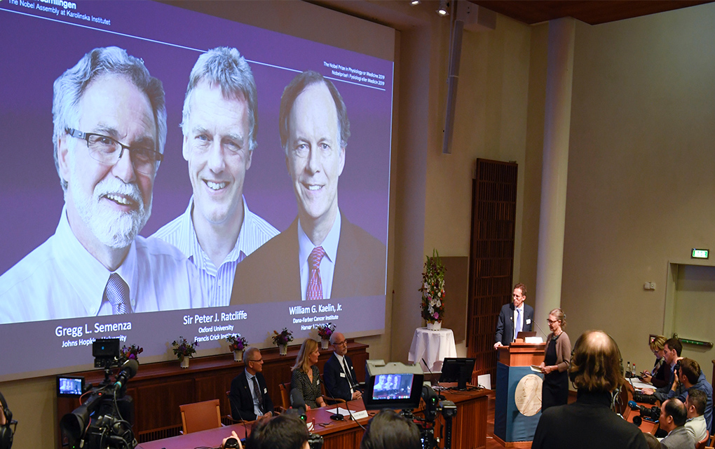 Thomas Perlmann, a la derecha, secretario general del Comité del Nobel, anuncia los ganadores de 2019 del Nobel de Medicina / AP