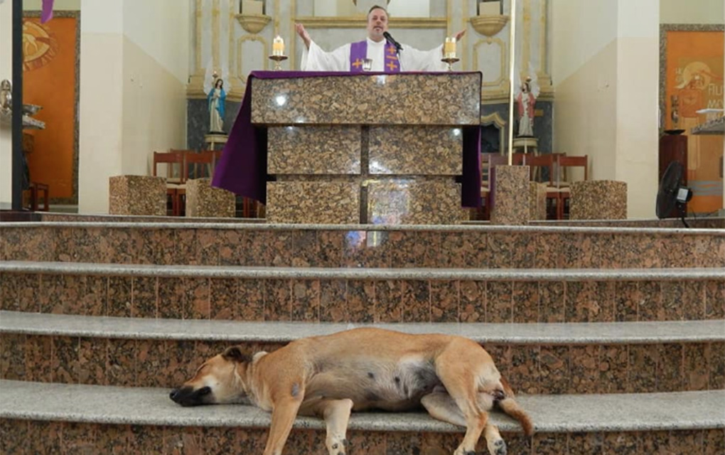 Gracias a las acciones del sacerdote, el número de perros abandonados en las calles de Gravatá./Especial