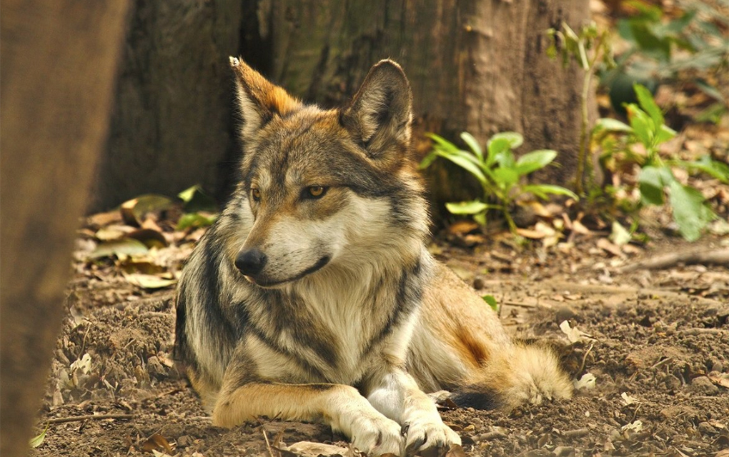 El Lobo mexicano es una subespecie del Lobo gris, nativo de América del Norte./@CONANP_mx
