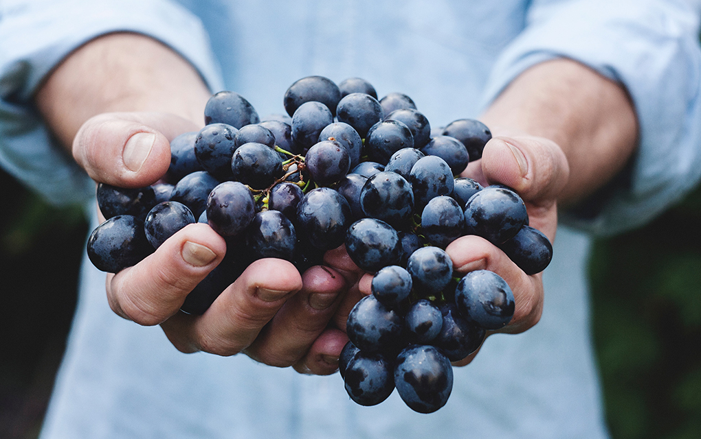 En 2018 México produjo 375 mil toneladas de uva de mesa./unsplash