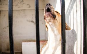 ‘Hay 100 casos de maltrato animal al mes’