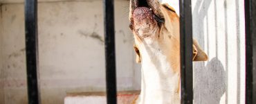 ‘Hay 100 casos de maltrato animal al mes’