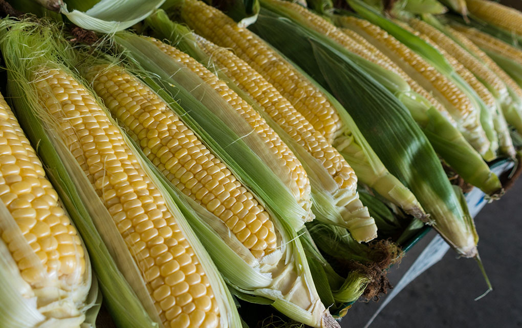 Sinaloa se ha perfilado, en la última década, como el principal productor de maíz blanco./unsplash