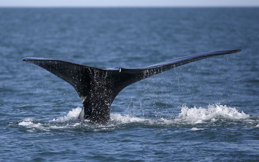 La conservación de ballenas necesita soluciones nuevas que cuenten con una tecnología de punta./AP