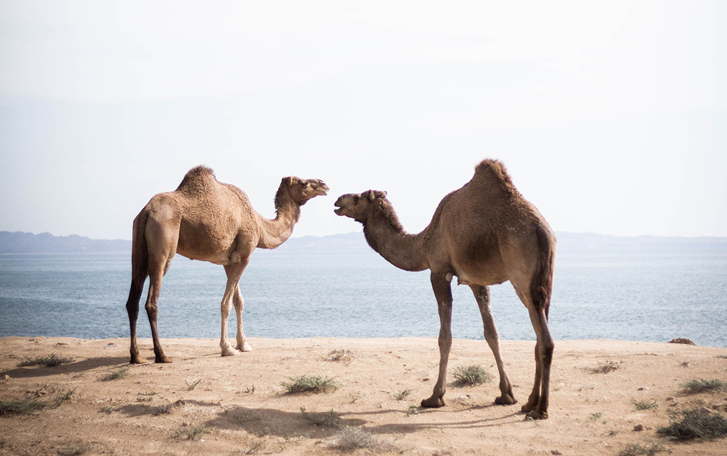 Los camellos fueron introducidos en Australia en los años 1840 por los colonos británicos./unsplash