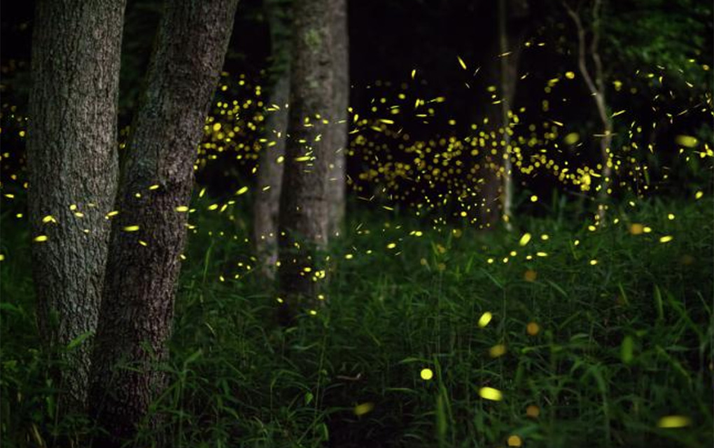 Muchas luciérnagas dependen de la bioluminiscencia para encontrar y atraer a sus parejas./Especial