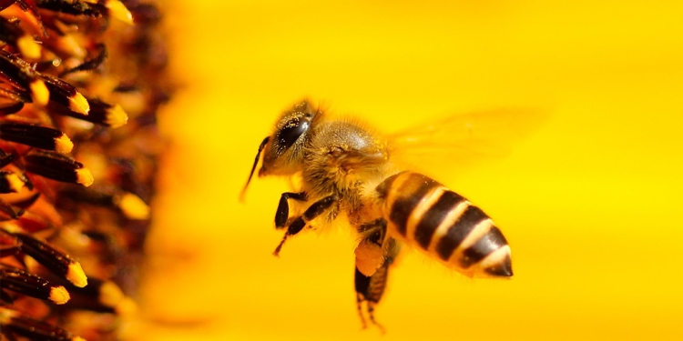 Inteligencia artificial a favor de las abejas