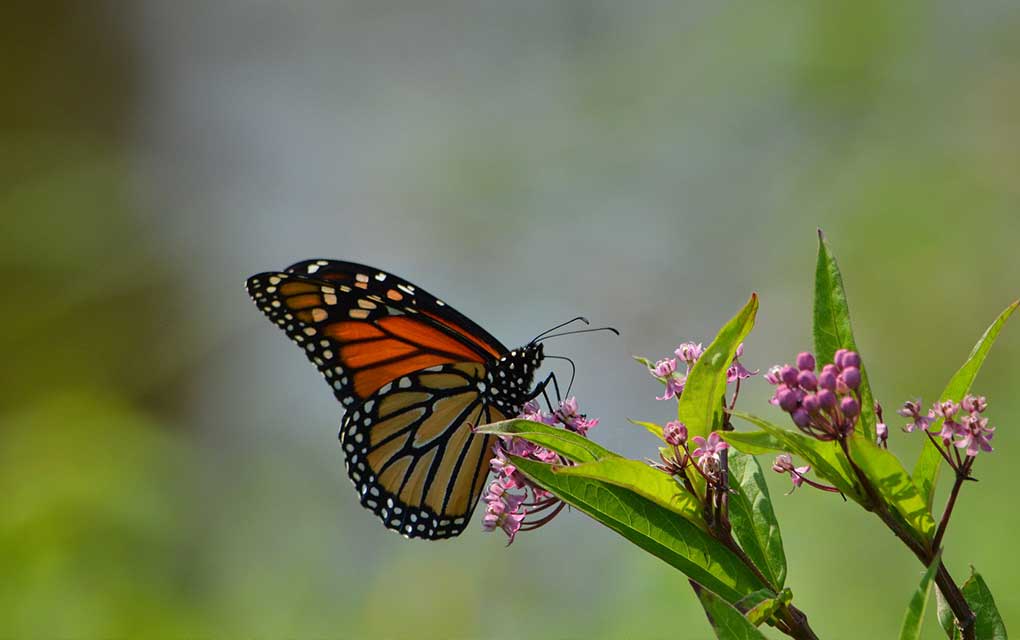 En México, las mariposas monarca disminuyen 53 por ciento