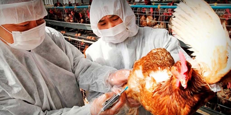 Surge nuevo brote de gripe aviar en Filipinas, la influenza H5N6