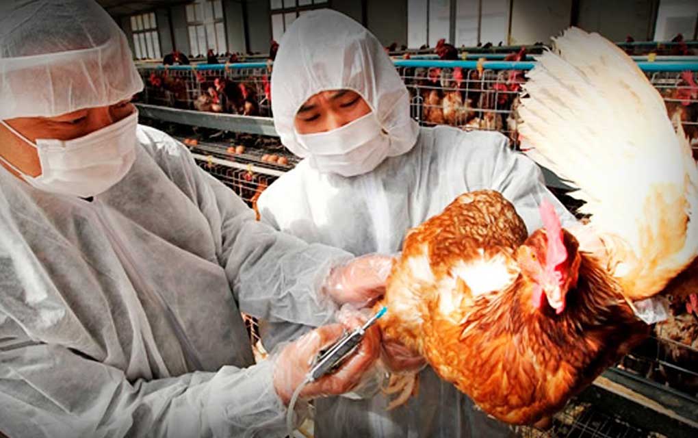 Foto: Archivo. Surge nuevo brote de gripe aviar en Filipinas, la influenza H5N6