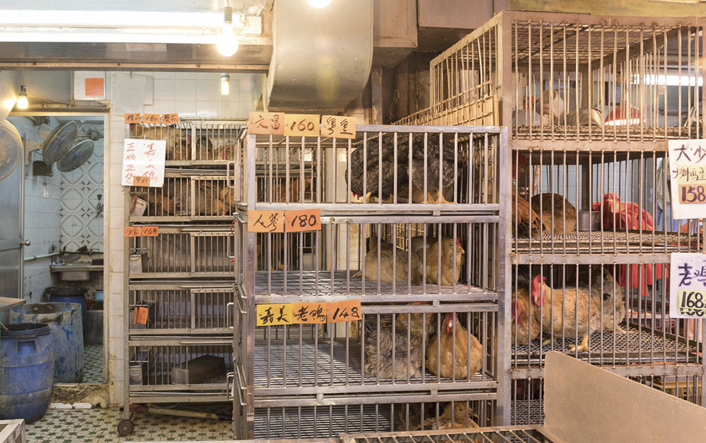 El maltrato animal se vive en los mercados perecederos de China