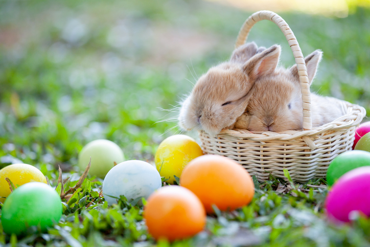 ¿De donde proviene el conejo y los huevos de pascua?
