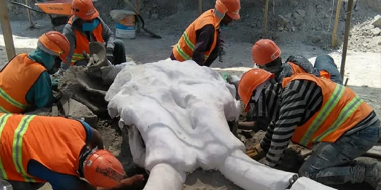 Arqueólogos hallan restos de mamuts en aeropuerto de Santa Lucía