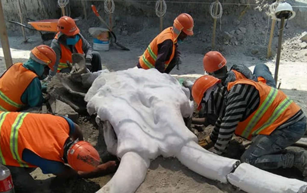 Arqueólogos hallan restos de mamuts en aeropuerto de Santa Lucía