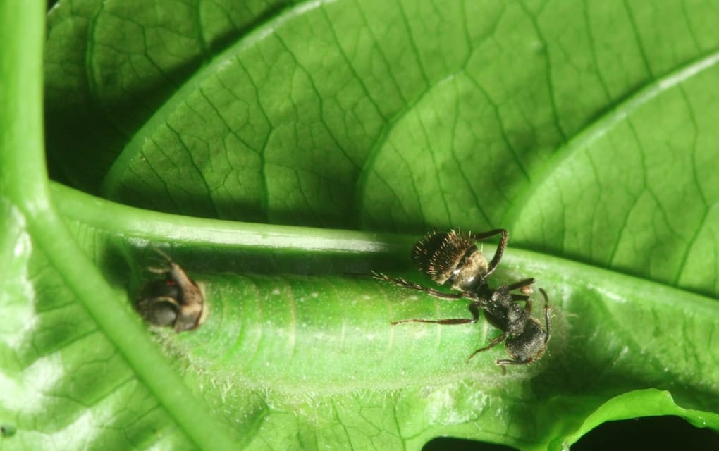 Las hormigas son ejemplo social, de adaptación y sobrevivencia/ Foto: Cortesía de León Esteban Ibarra G. 