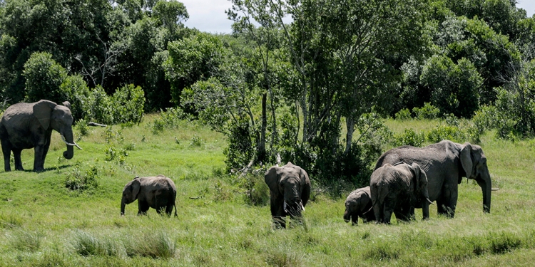 Safaris virtuales distraen a la población confinada