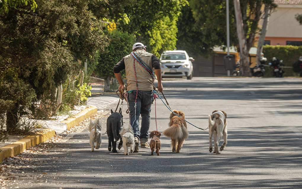 Ser un paseador de perros en Querétaro implica amor y sabiduría