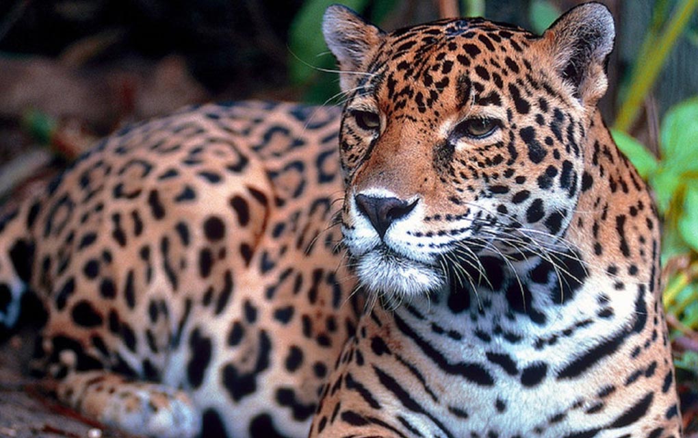 Urgente salvaguardar la biodiversidad de bosques en América Latina