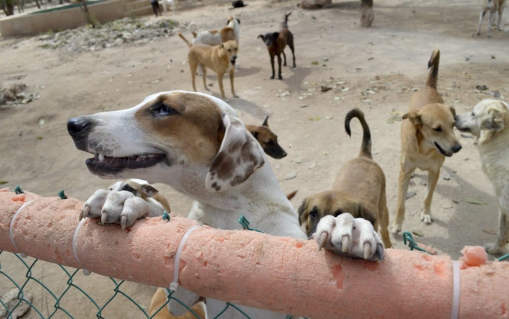 Crece número de perros en refugios caninos en Querétaro/ Foto: Especial