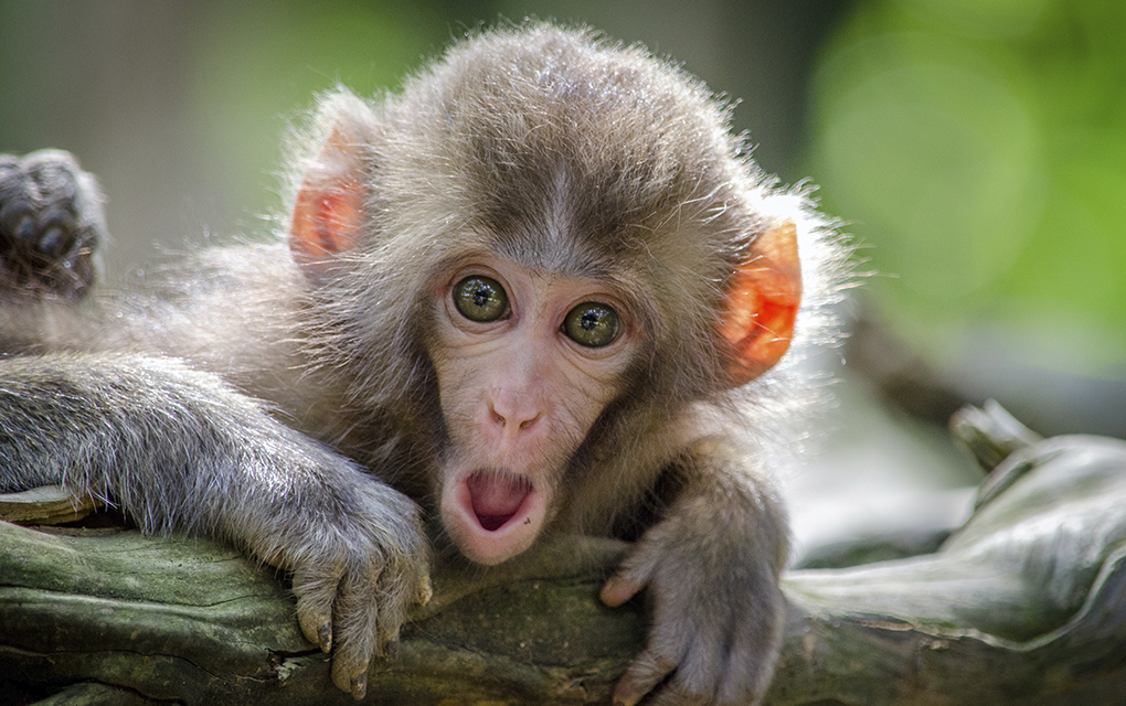 Las cajas de voz de los primates están evolucionando muy rápido